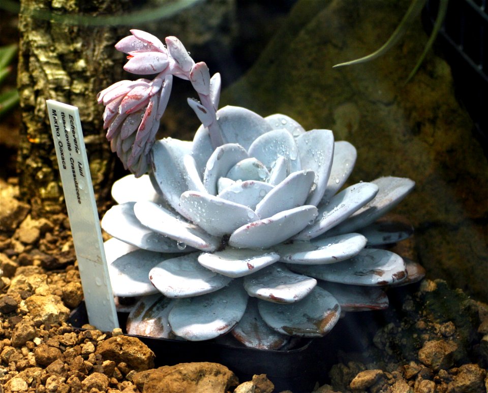 Succulent Echeveria laui in Prague botanic garden, Czech republic