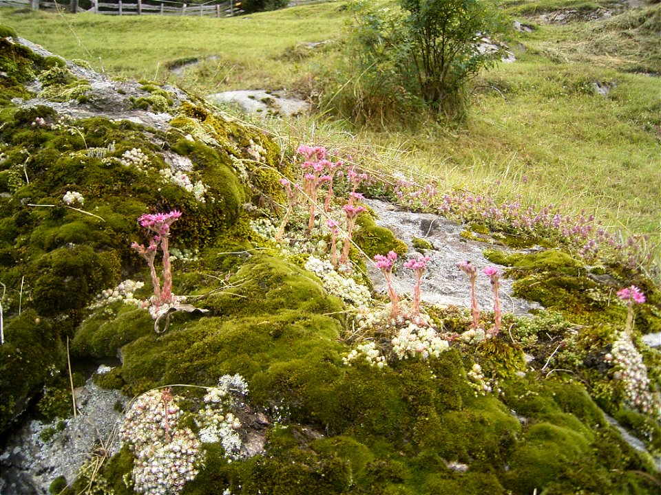 This photo shows Sempervivum arachnoideum