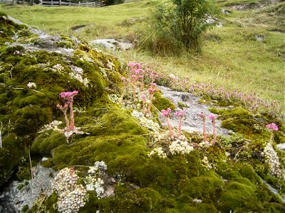 This photo shows Sempervivum arachnoideum