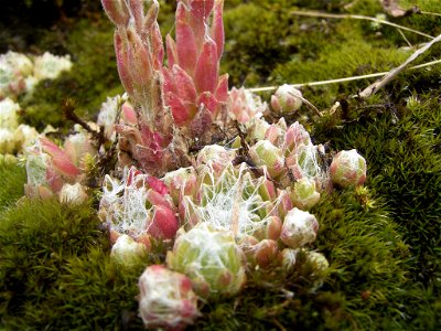 This photo shows Sempervivum arachnoideum