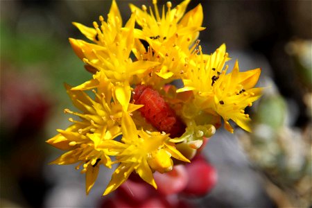 Image title: Larvae coexists harmoniously with ants on its host plant stonecrop sedum spathulifolium
Image from Public domain images website, http://www.public-domain-image.com/full-image/fauna-animal