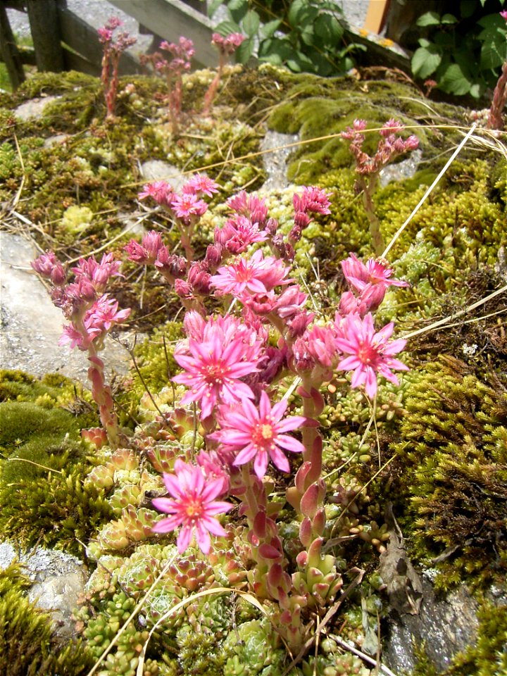 This photo shows Sempervivum arachnoideum