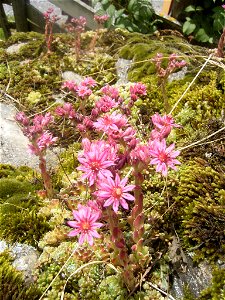 This photo shows Sempervivum arachnoideum