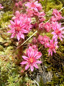 This photo shows Sempervivum arachnoideum