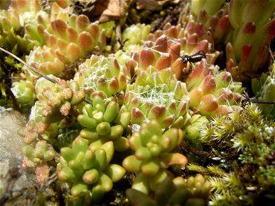 This photo shows Sempervivum arachnoideum