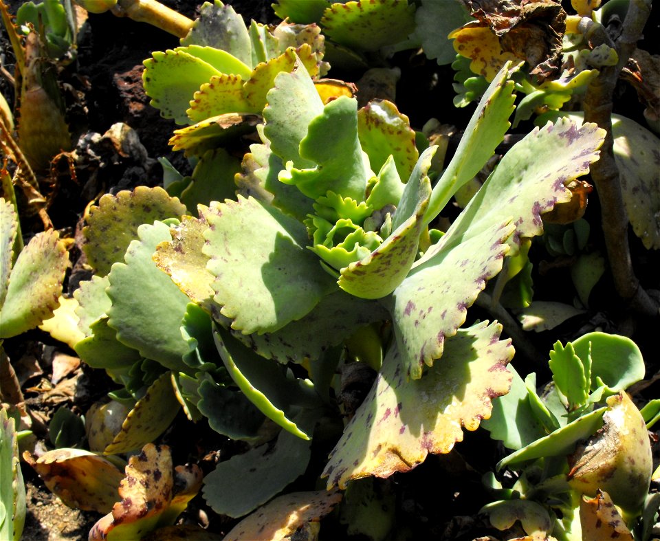 Kalanchoe marmorata at the Huntington Library & Botanical Gardens in San Marino, California, USA. Identified by sign.