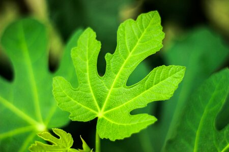 Plant figs fruits