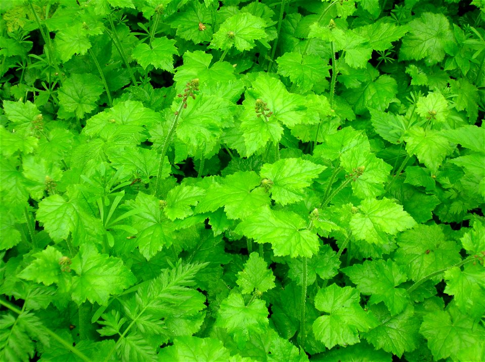 Tolmiea menziesii - the Piggy Back plant at Eglinton, North Ayrshire, Scotland.