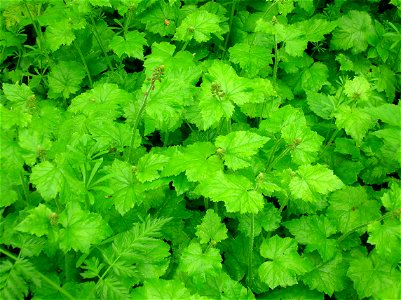 Tolmiea menziesii - the Piggy Back plant at Eglinton, North Ayrshire, Scotland.