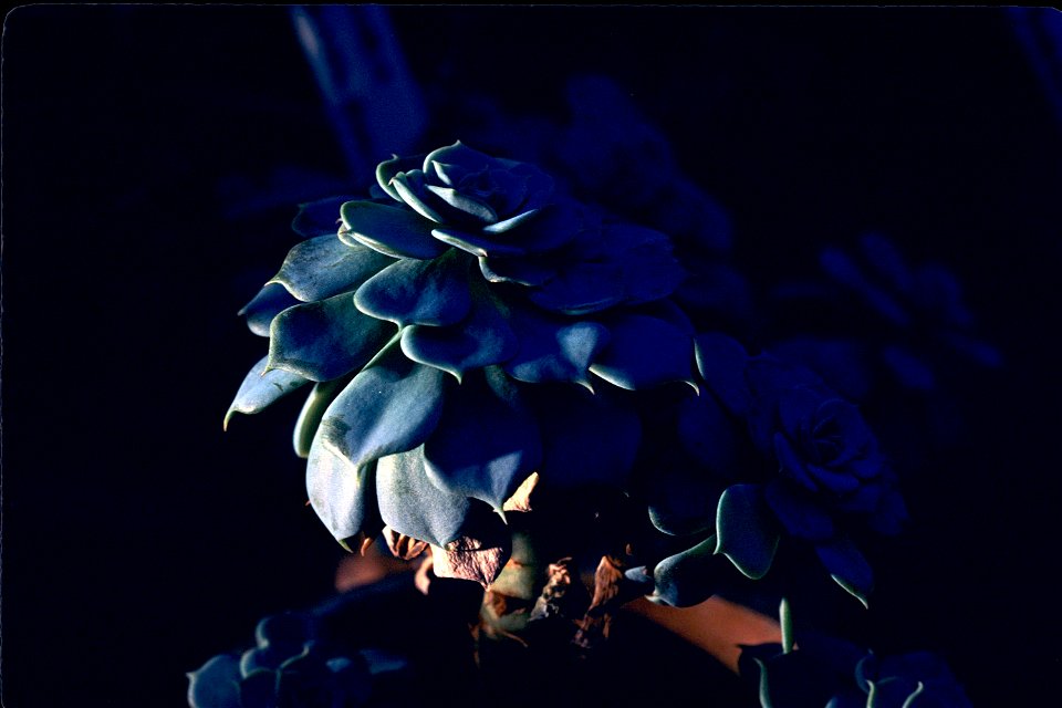 Echeveria glauca