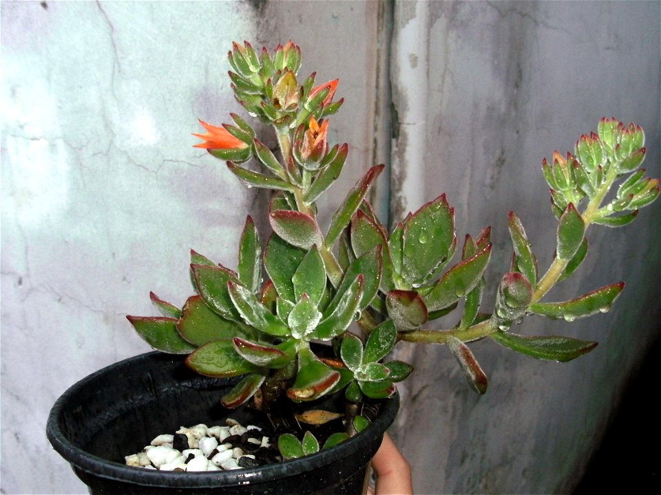 Echeveria_pulvinata