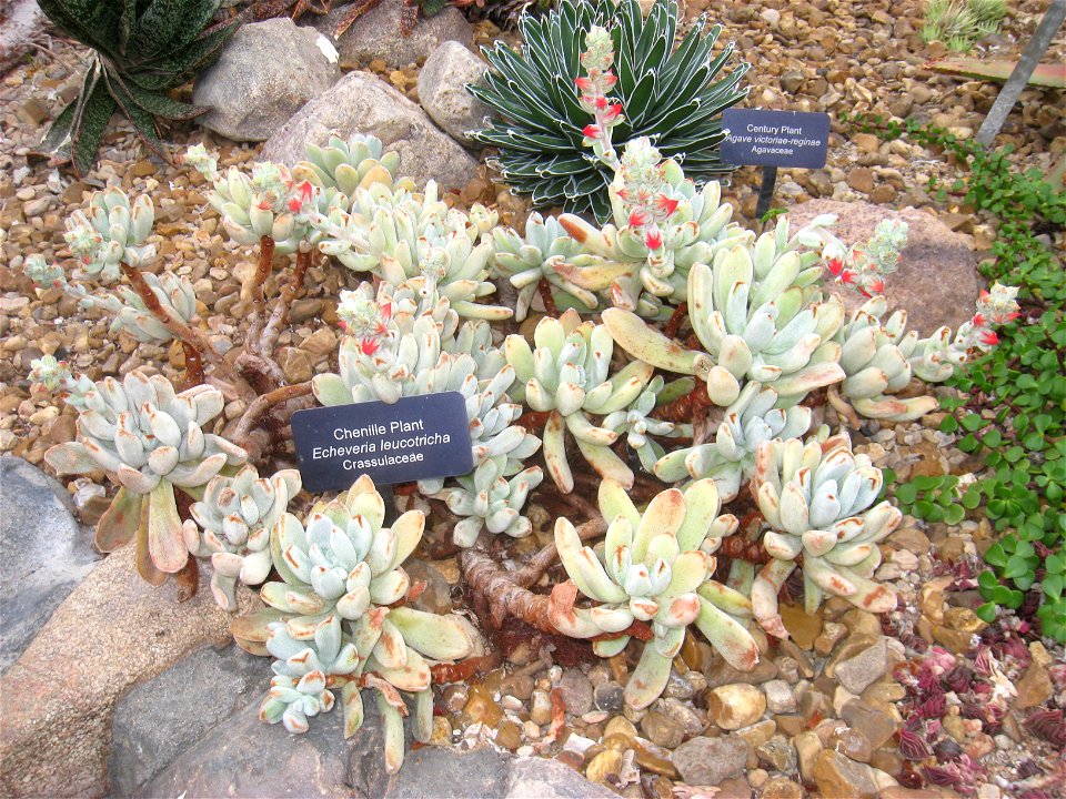 Echeveria leucotricha. Specimen in the conservatory - Matthaei Botanical Gardens, University of Michigan, 1800 N Dixboro Road, Ann Arbor, Michigan, USA.