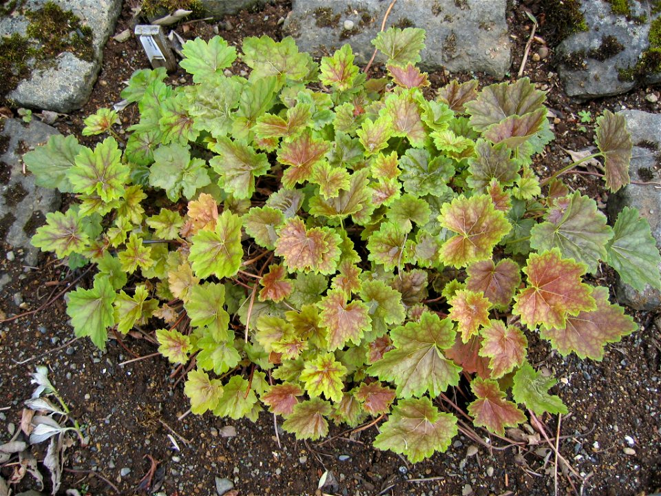 Heuchera americana

Photo by Salvor taken in the botanical garden in Reykjavik.