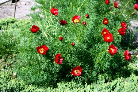 Flower Paeonia tenuifolia in Prague botanic garden, Czech Republic