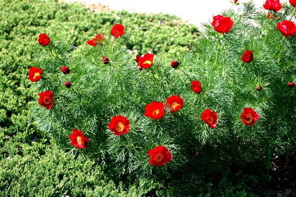 Flower Paeonia tenuifolia in Prague botanic garden, Czech Republic