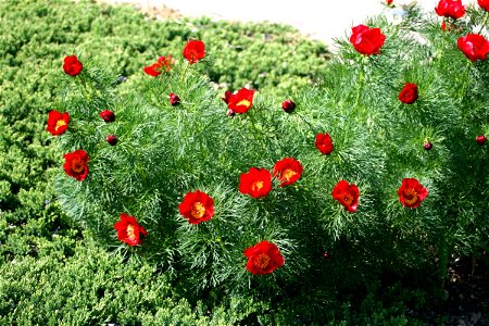 Flower Paeonia tenuifolia in Prague botanic garden, Czech Republic