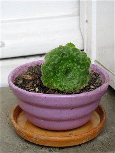 Small Aeonium tabuliforme in vertical position. Pot diameter : 12 cm