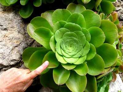 Close up of Aeonium canariense in exotic garden of Monaco. The finger shows the large size of the leaves
Français :  Détail de Aeonium canariense au jardin exotique de Monaco. Le doigt montre