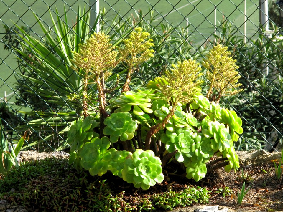 Aeonium canariense in Roquebrune Cap Martin, France