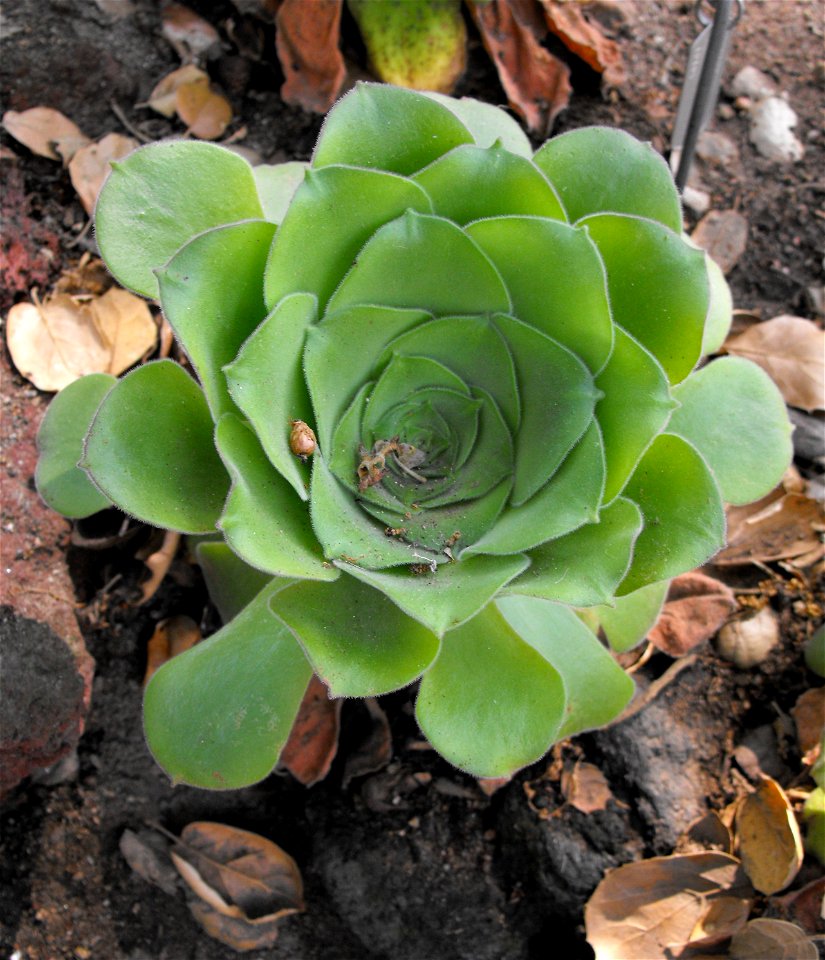 Aeonium canariense at the Huntington Library & Botanical Gardens in San Marino, California, USA. Identified by sign.
