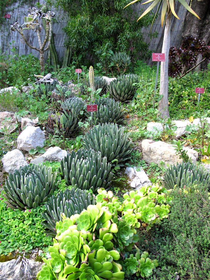 Agave victoriae-reginae et Aeonium canariense in the garden of Val-Rameh in Menton (Alpes-Maritimes, France)