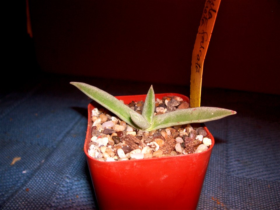 A young Crassula  perfoliata var. minor (syn. C. falcata) in a 1" pot