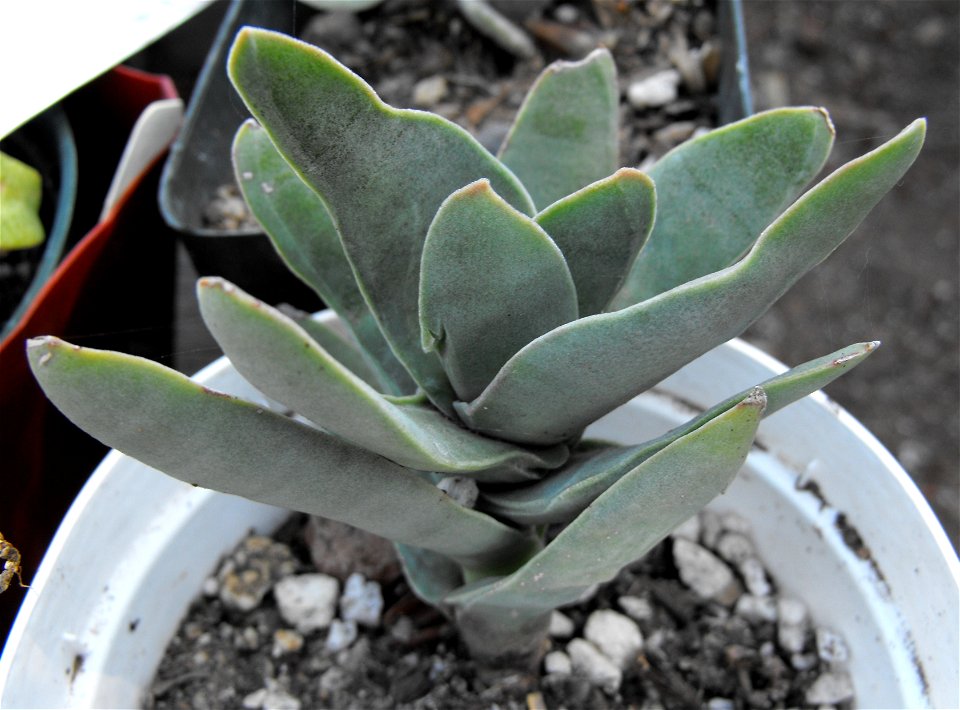 Crassula perfoliata var. minor at the Palomar College Arboretum, San Marcos, California, USA. Identified by sign.