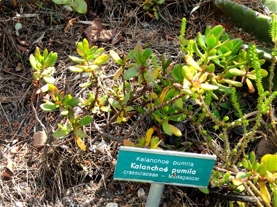 Kalanchoe pumila specimen in the Villa Ephrussi de Rothschild, Saint-Jean-Cap-Ferrat, France.