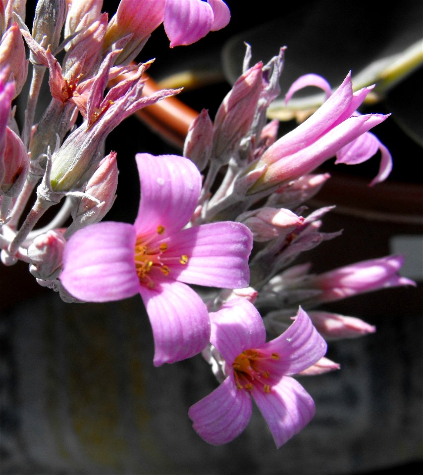 Kalanchoe pumila at the San Diego Home & Garden Show, California, USA. Identified by exhibitor's sign.