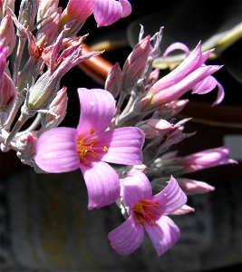 Kalanchoe pumila at the San Diego Home & Garden Show, California, USA. Identified by exhibitor's sign.