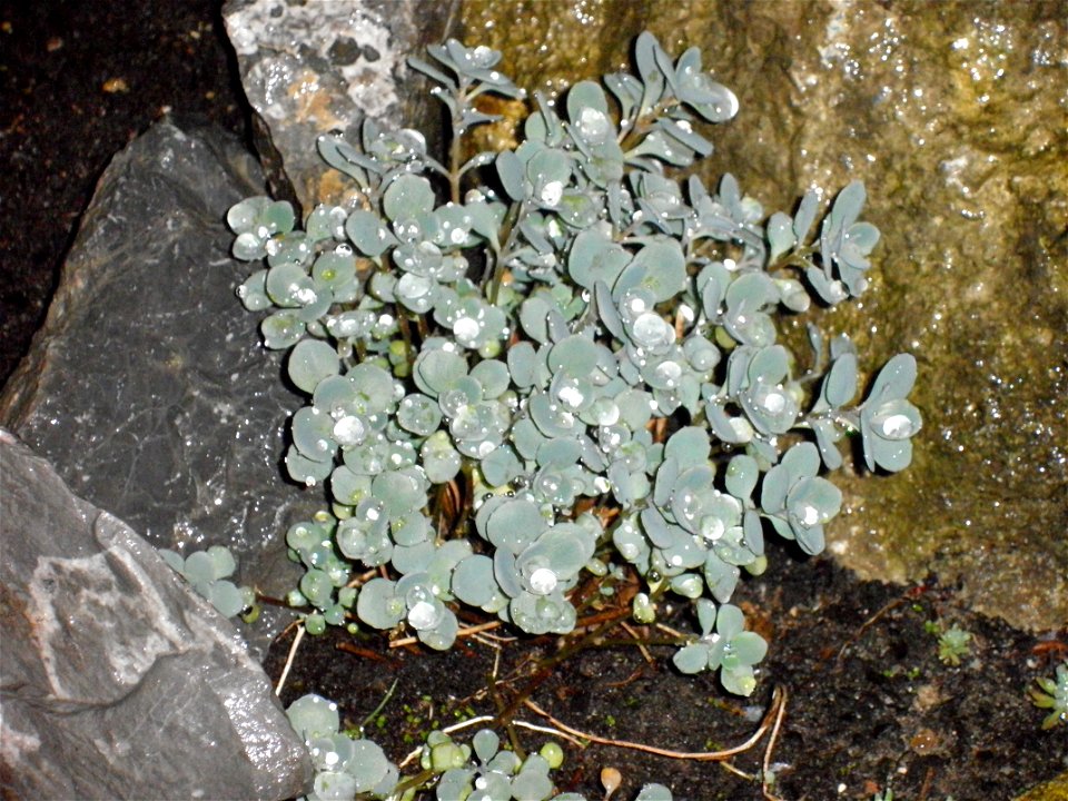 rozchodnik naskalny (Sedum Cauticola) "Ruby Glow"