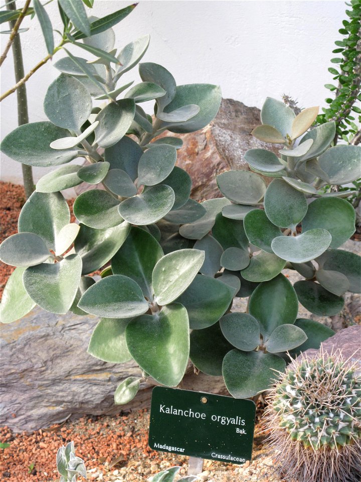 Kalanchoe orgyalis in a greenhouse of the Jardin des Plantes in Paris.