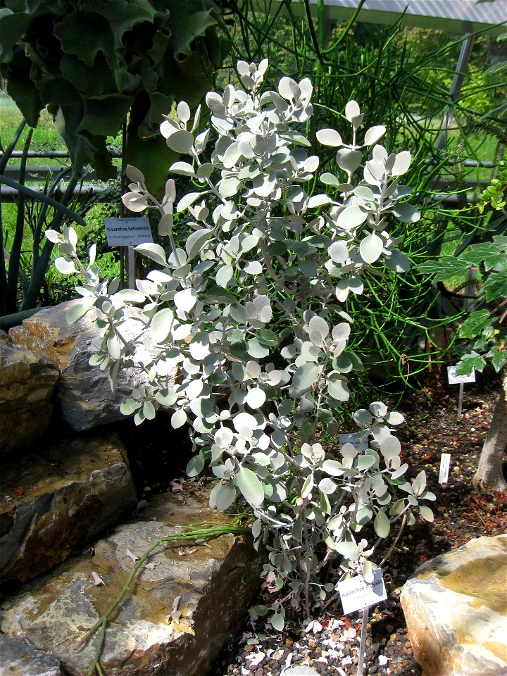 Kalanchoe orgyalis in the Botanischer Garten der Universität Würzburg, Würzburg, Germany.