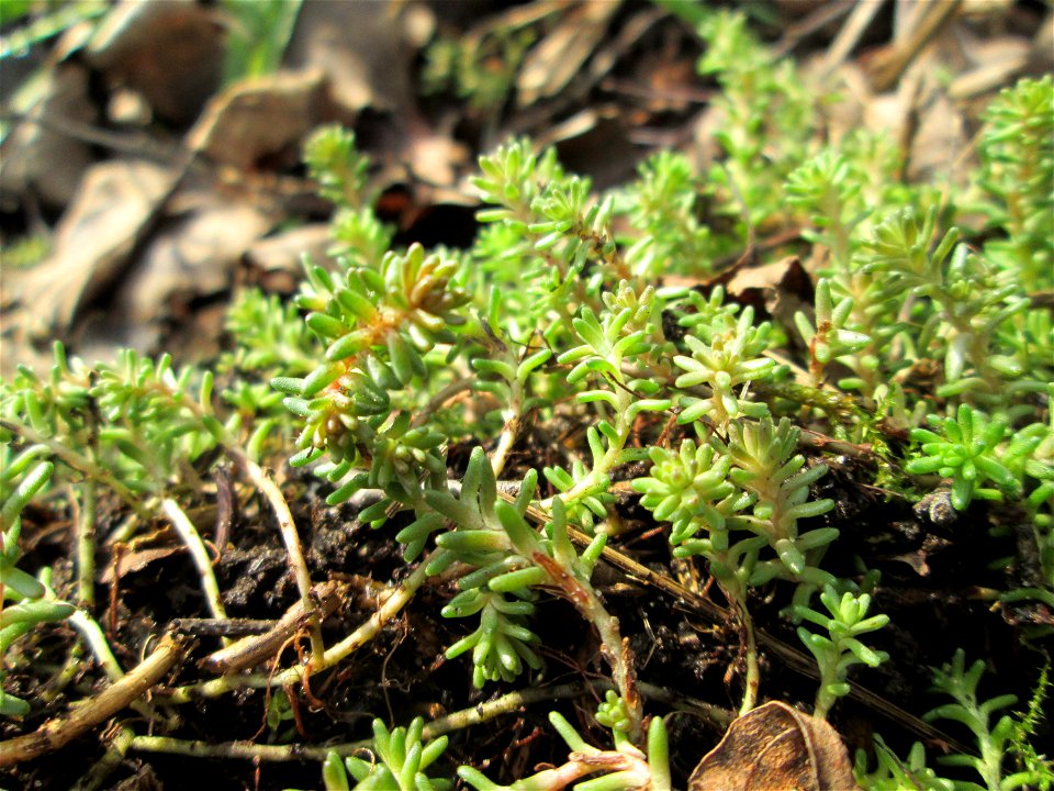 Milder Mauerpfeffer (Sedum sexangulare) am Tierfriedhof in Alt-Saarbrücken