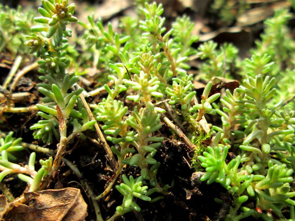 Milder Mauerpfeffer (Sedum sexangulare) am Tierfriedhof in Alt-Saarbrücken