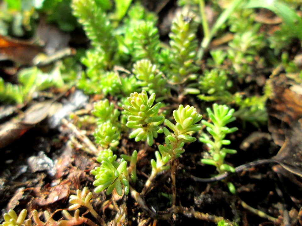 Milder Mauerpfeffer (Sedum sexangulare) am Tierfriedhof in Alt-Saarbrücken
