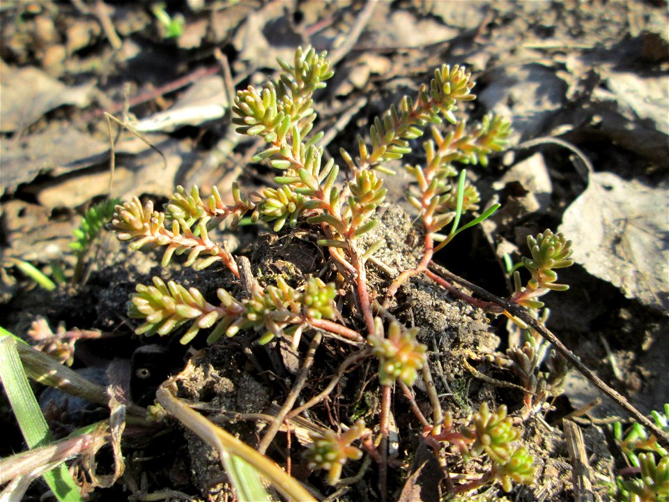 Milder Mauerpfeffer (Sedum sexangulare) am Tierfriedhof in Alt-Saarbrücken