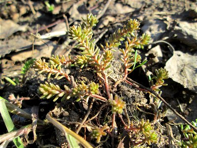 Milder Mauerpfeffer (Sedum sexangulare) am Tierfriedhof in Alt-Saarbrücken
