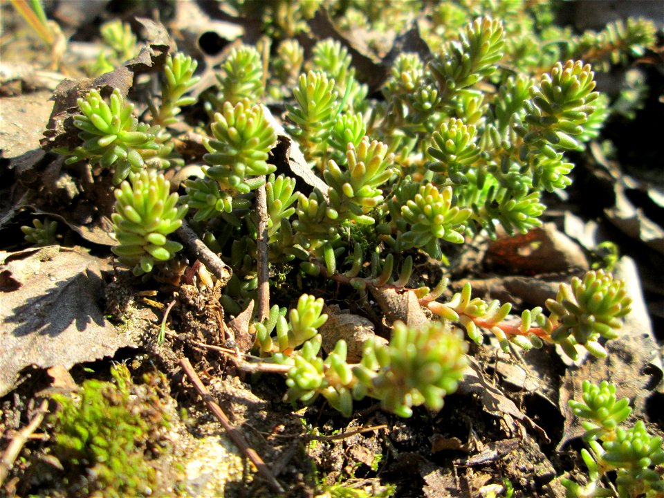 Milder Mauerpfeffer (Sedum sexangulare) am Tierfriedhof in Alt-Saarbrücken