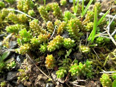 Milder Mauerpfeffer (Sedum sexangulare) in einem kleinen Sandmagerrasen-Biotop in Hockenheim-Talhaus