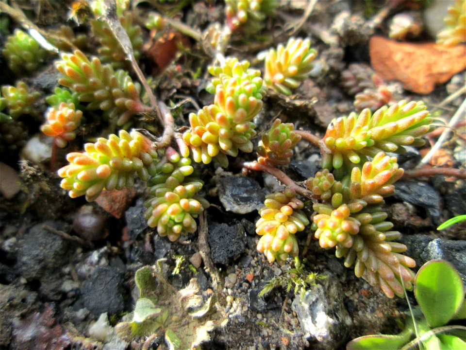 Milder Mauerpfeffer (Sedum sexangulare) in einem kleinen Sandmagerrasen-Biotop in Hockenheim-Talhaus