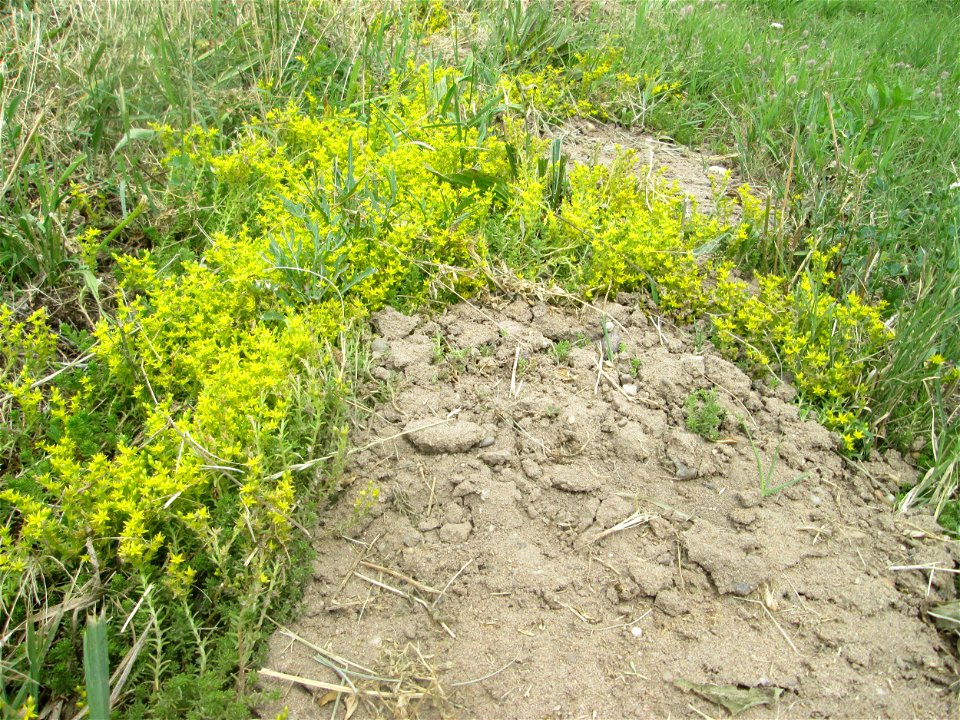 Milder Mauerpfeffer (Sedum sexangulare) im Landschaftsschutzgebiet „Hockenheimer Rheinbogen“