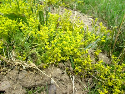 Milder Mauerpfeffer (Sedum sexangulare) im Landschaftsschutzgebiet „Hockenheimer Rheinbogen“