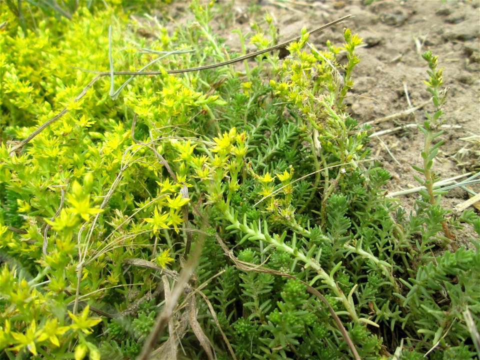 Milder Mauerpfeffer (Sedum sexangulare) im Landschaftsschutzgebiet „Hockenheimer Rheinbogen“