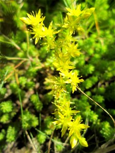 Milder Mauerpfeffer (Sedum sexangulare) auf einem Wildblumenstreifen zwischen Mainzer und Halbergstraße in Saarbrücken