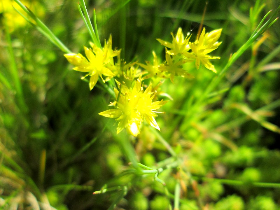 Milder Mauerpfeffer (Sedum sexangulare) auf einem Wildblumenstreifen zwischen Mainzer und Halbergstraße in Saarbrücken