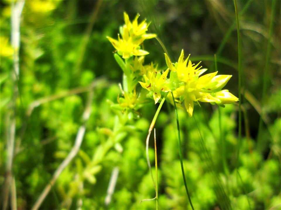 Milder Mauerpfeffer (Sedum sexangulare) auf einem Wildblumenstreifen zwischen Mainzer und Halbergstraße in Saarbrücken