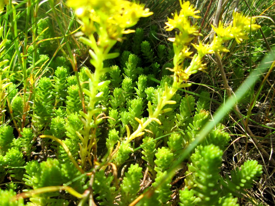 Milder Mauerpfeffer (Sedum sexangulare) auf einem Wildblumenstreifen zwischen Mainzer und Halbergstraße in Saarbrücken