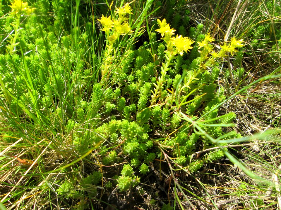 Milder Mauerpfeffer (Sedum sexangulare) auf einem Wildblumenstreifen zwischen Mainzer und Halbergstraße in Saarbrücken
