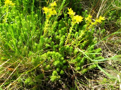 Milder Mauerpfeffer (Sedum sexangulare) auf einem Wildblumenstreifen zwischen Mainzer und Halbergstraße in Saarbrücken photo